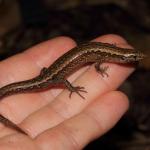 Glossy-brown skink in hand (Te Kakaho Island, Marlborough Sounds). <a href="https://www.instagram.com/nickharker.nz/">© Nick Harker</a>