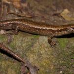 Glossy-brown skink on rock pile (Te Kakaho Island, Marlborough Sounds). <a href="https://www.instagram.com/nickharker.nz/">© Nick Harker</a>