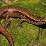 Glossy-brown skink on rock pile (Te Kakaho Island, Marlborough Sounds). <a href="https://www.instagram.com/nickharker.nz/">© Nick Harker</a>