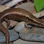 Glossy-brown skink in coastal pebble bank (Te Kakaho Island, Marlborough Sounds). <a href="https://www.instagram.com/nickharker.nz/">© Nick Harker</a>