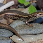 Northern spotted skink on coastal pebble bank (Te Kakaho Island, Marlborough Sounds). <a href="https://www.instagram.com/nickharker.nz/">© Nick Harker</a>