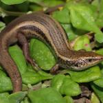 Northern spotted skink on NZ spinach (Te Kakaho Island, Marlborough Sounds). <a href="https://www.instagram.com/nickharker.nz/">© Nick Harker</a>