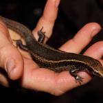 Large female northern spotted skink (Te Kakaho Island, Marlborough Sounds). <a href="https://www.instagram.com/nickharker.nz/">© Nick Harker</a>