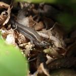 Melanistic northern spotted skink basking in-situ on forest floor (Te Kakaho Island, Marlborough Sounds). <a href="https://www.instagram.com/nickharker.nz/">© Nick Harker</a>