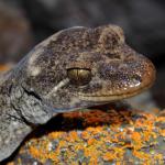 Southern Duvaucel's gecko head detail (Sentinel Rock, Marlborough Sounds). <a href="https://www.instagram.com/nickharker.nz/">© Nick Harker</a>