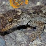 Southern Duvaucel's gecko on rock face (Sentinel Rock, Marlborough Sounds). <a href="https://www.instagram.com/nickharker.nz/">© Nick Harker</a>