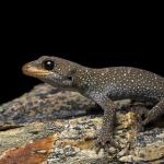 Hura te ao gecko (northern Otago). <a href="https://www.instagram.com/samuelpurdiewildlife/">© Samuel Purdie</a>