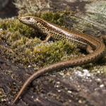 Juvenile crenulate skink (Pureora, Waikato) <a href="https://www.instagram.com/samuelpurdiewildlife/">© Samuel Purdie</a>