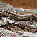 Adult female Crenulate skink (Pureora, Waikato) <a href="https://www.instagram.com/samuelpurdiewildlife/">© Samuel Purdie</a>