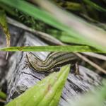 Northern Grass Skink (Wellington) <a href="https://www.instagram.com/joelknightnz/">© Joel Knight</a>