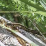 Northern Grass Skink (Wellington) <a href="https://www.instagram.com/joelknightnz/">© Joel Knight</a>