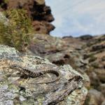 Otago skink (Western Form) <a href="https://www.instagram.com/joelknightnz/">© Joel Knight</a>