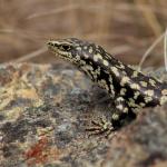 Otago skink (Western Form) <a href="https://www.instagram.com/joelknightnz/">© Joel Knight</a>