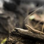 Northern Grass Skink (Wairarapa) <a href="https://www.instagram.com/joelknightnz/">© Joel Knight</a>