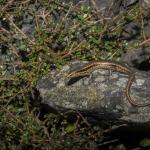 Northern Grass Skink (Wellington) <a href="https://www.instagram.com/joelknightnz/">© Joel Knight</a>