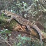 Ngahere gecko (Wellington) <a href="https://www.instagram.com/joelknightnz/">© Joel Knight</a>