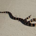 New Caledonian sea krait. photo credit: Tricot Rayé (public domain)