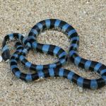 Brown-lipped sea krait. photo credit: <a href="https://commons.wikimedia.org/wiki/User:Bramadiarya">Bramadi Arya</a> <a href="https://creativecommons.org/licenses/by-sa/4.0/">(CC BY 4.0)</a>