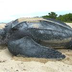 Leatherback turtle (US Virgin Islands). credit: U.S. Fish and Wildlife Service (Claudia Lombard) <a href="https://creativecommons.org/licenses/by/2.0/deed.en">CC BY 2.0</a>