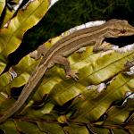 Matapia gecko (Aupouri Peninsula). <a href="https://www.flickr.com/photos/rocknvole/">© Tony Jewell</a>