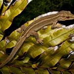 Matapia gecko (Aupōuri Peninsula, Northland). <a href="https://www.flickr.com/photos/rocknvole/">© Tony Jewell</a>