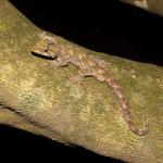 Forest gecko on Kohekohe (Te Pākeka / Maud Island, Marlborough Sounds). <a href="https://www.instagram.com/nickharker.nz/">© Nick Harker</a>