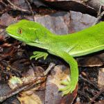 Barking gecko (Boundary stream, Hawke's Bay). © Mike Lusk