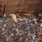 Ngahere gecko co-habiting with Hawke's Bay tree weta (Boundary Stream, Hawke's Bay). © Mike Lusk