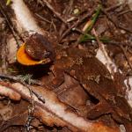 A Ngahere gecko showcasing its threat display (Boundary Stream, Hawke's Bay). © Mike Lusk