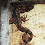 Ngahere gecko (Boundary Stream, Hawke's Bay). © Mike Lusk