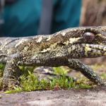 Broad-cheeked gecko (Franz Josef, South Westland). ©Rheanne Sullivan