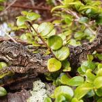 Broad-cheeked gecko (Franz Josef, South Westland). ©Rheanne Sullivan