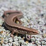 Waiharakeke grass skink (Lake Grassmere, Marlborough). <a href="https://www.instagram.com/tim.harker.95/">© Tim Harker</a>