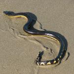 Yellow-bellied sea snake (Costa Rica). credit: Aloaiza <a href="https://creativecommons.org/licenses/by/3.0/">CC BY 3.0</a>