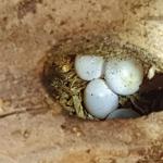 A clutch of 4 eggs (likely produced by a single female) found in the hollow cavity of a fallen tree (North Shore, Auckland). <a href="https://www.instagram.com/tim.harker.nz/">© Tim Harker</a>