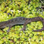 Raukawa gecko (Putere, Hawke's Bay). © Mike Lusk