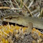 Short-toed gecko (The Remarkables, Otago). <a href="https://www.flickr.com/photos/rocknvole/page1">© Tony Jewell</a>