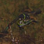 Southern bell frog swimming in a tarn (Mount Ruapehu, Tongariro National Park). <a href="https://www.instagram.com/tim.harker.nz/">© Tim Harker</a>