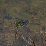 Southern bell frog swimming in a tarn (Mount Ruapehu, Tongariro National Park). <a href="https://www.instagram.com/tim.harker.nz/">© Tim Harker</a>