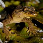 Te Paki gecko (Spirits Bay, Aupouri Peninsula). <a href="https://www.flickr.com/photos/rocknvole/">© Tony Jewell</a>