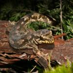 Te Paki gecko (Spirits Bay, Aupouri Peninsula). <a href="https://www.flickr.com/photos/rocknvole/">© Tony Jewell</a>