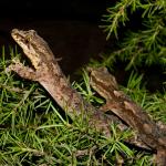 Te Paki gecko (Spirits Bay, Aupouri Peninsula). <a href="https://www.flickr.com/photos/rocknvole/">© Tony Jewell</a>