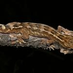 Te Paki gecko (Spirits Bay, Aupouri Peninsula). <a href="https://www.flickr.com/photos/rocknvole/">© Tony Jewell</a>