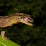 Te Paki gecko (Spirits Bay, Aupouri Peninsula). <a href="https://www.flickr.com/photos/rocknvole/">© Tony Jewell</a>