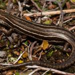 Nevis skink from near Lindis Pass (Otago). <a href="https://www.flickr.com/photos/rocknvole/">© Tony Jewell</a>