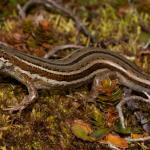 Nevis skink from near Lindis Pass (Otago). <a href="https://www.flickr.com/photos/rocknvole/">© Tony Jewell</a>