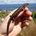 Crenulate skink (Moutohorā / Whale Island). <a href="https://www.instagram.com/nickharker.nz/">© Nick Harker</a>