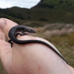 Melanistic crenulate skink (Moutohorā / Whale Island). <a href="https://www.instagram.com/nickharker.nz/">© Nick Harker</a>