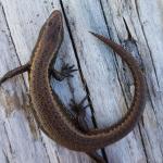 Newman's speckled skink (Greymouth, West Coast). © Marc Choromanski