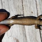 Newman's speckled skink ventral colouration (Greymouth, West Coast). © Marc Choromanski